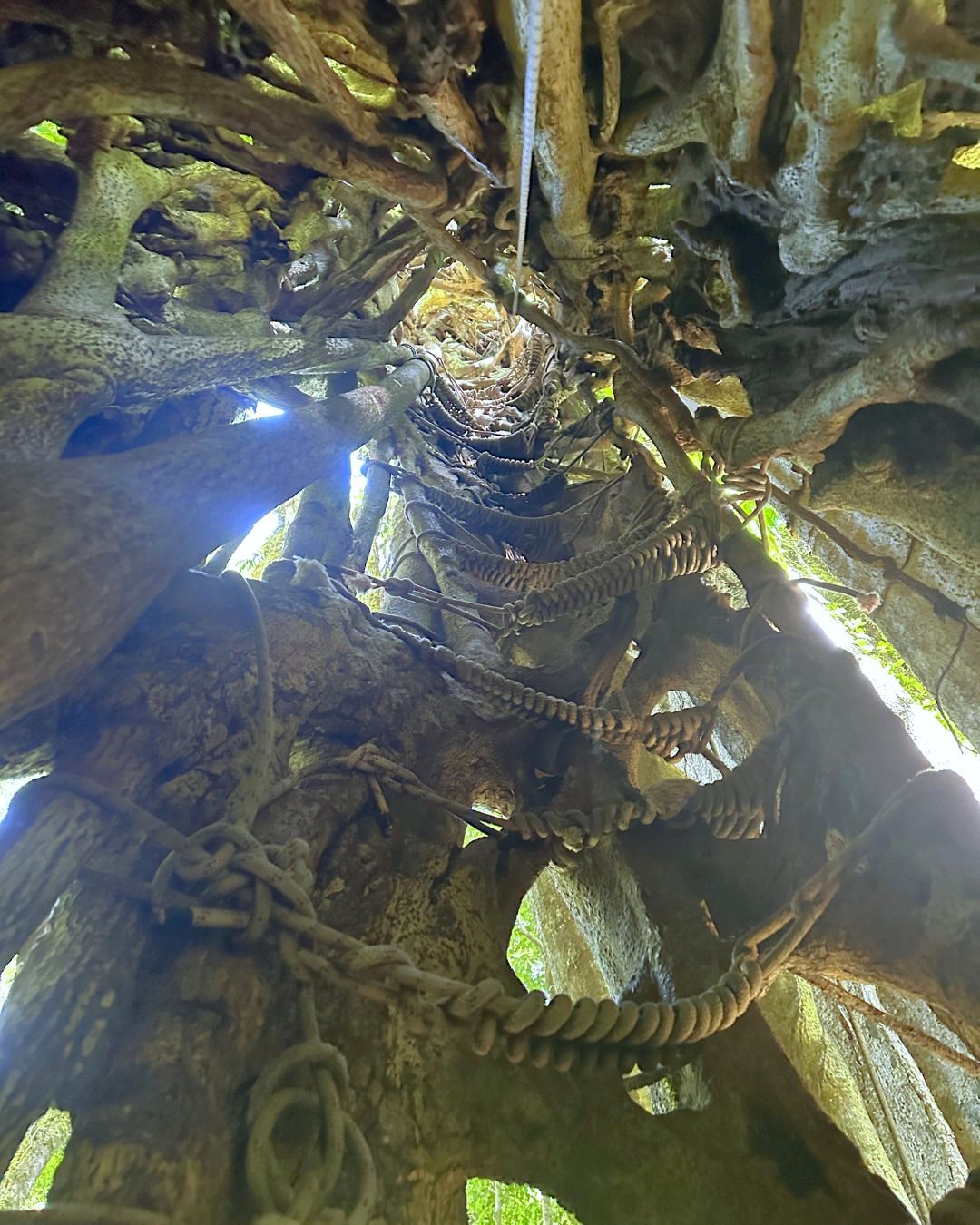 Im Inneren des hohlen Ficus: Eine Strickleiter führt zwischen den Wurzeln hinauf zum Licht