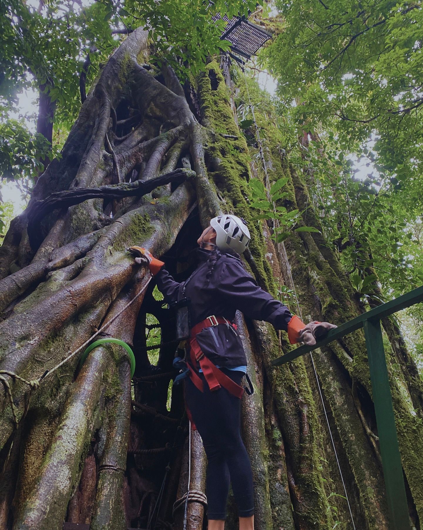 Eine Person mit Helm und Gurt blickt am riesigen hohlen Ficus im Nebelwald von Monteverde nach oben