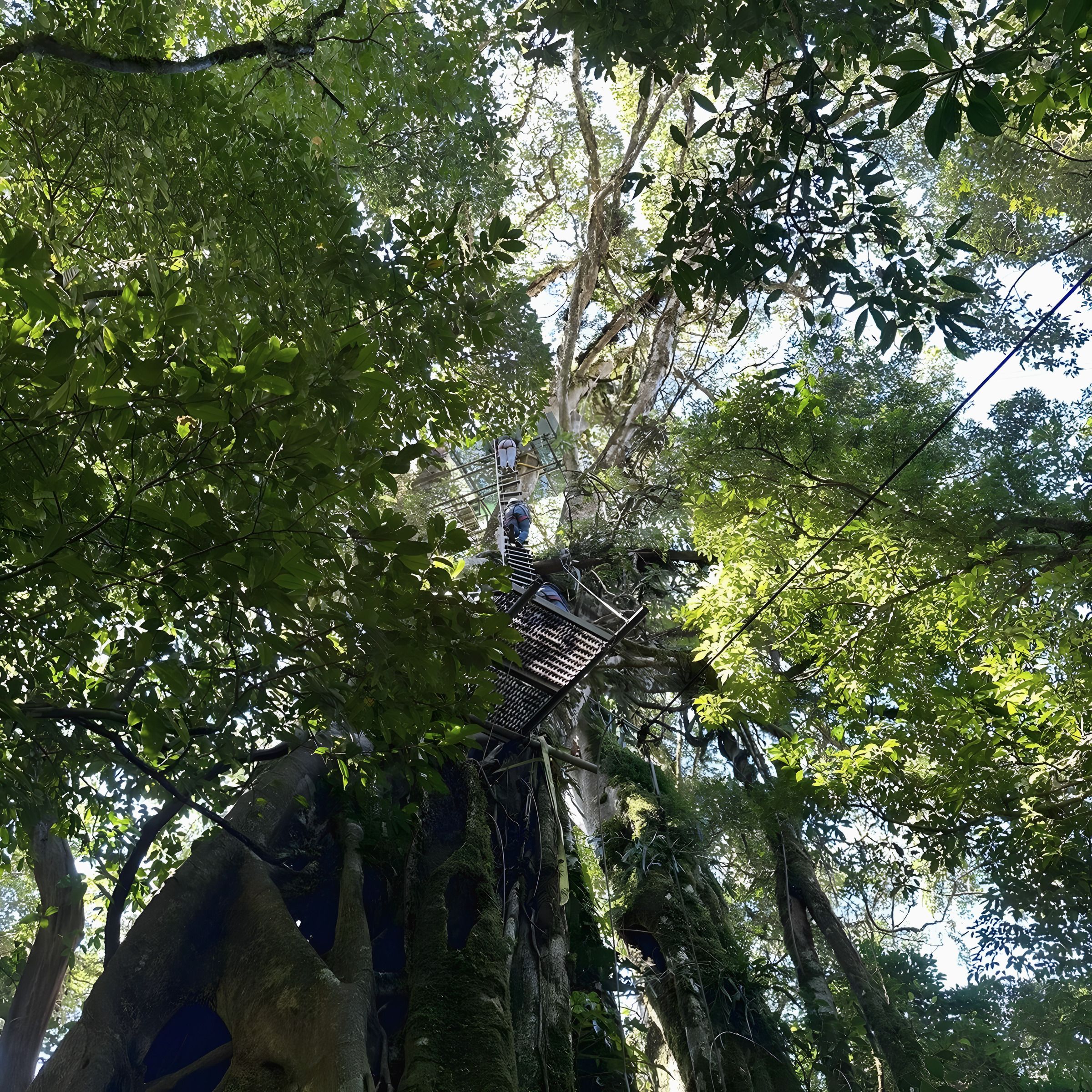 Der hohle Ficus von außen, von unten gesehen, mit einer Plattform und einer Leiter weit oben
