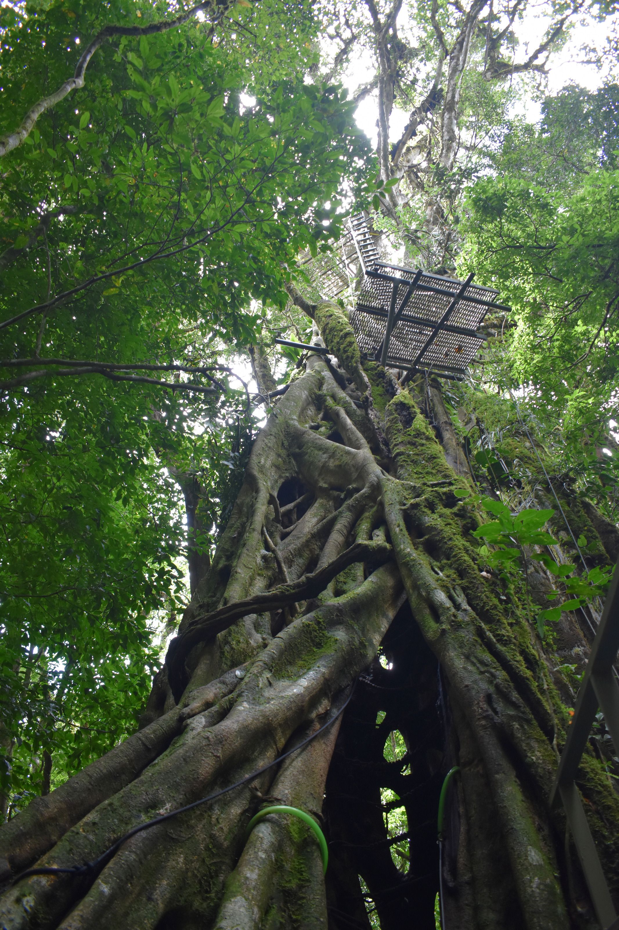 Der hohle Ficus heute, von unten gesehen: ein Geflecht aus Wurzeln, das bis zu einer Plattform hinaufreicht