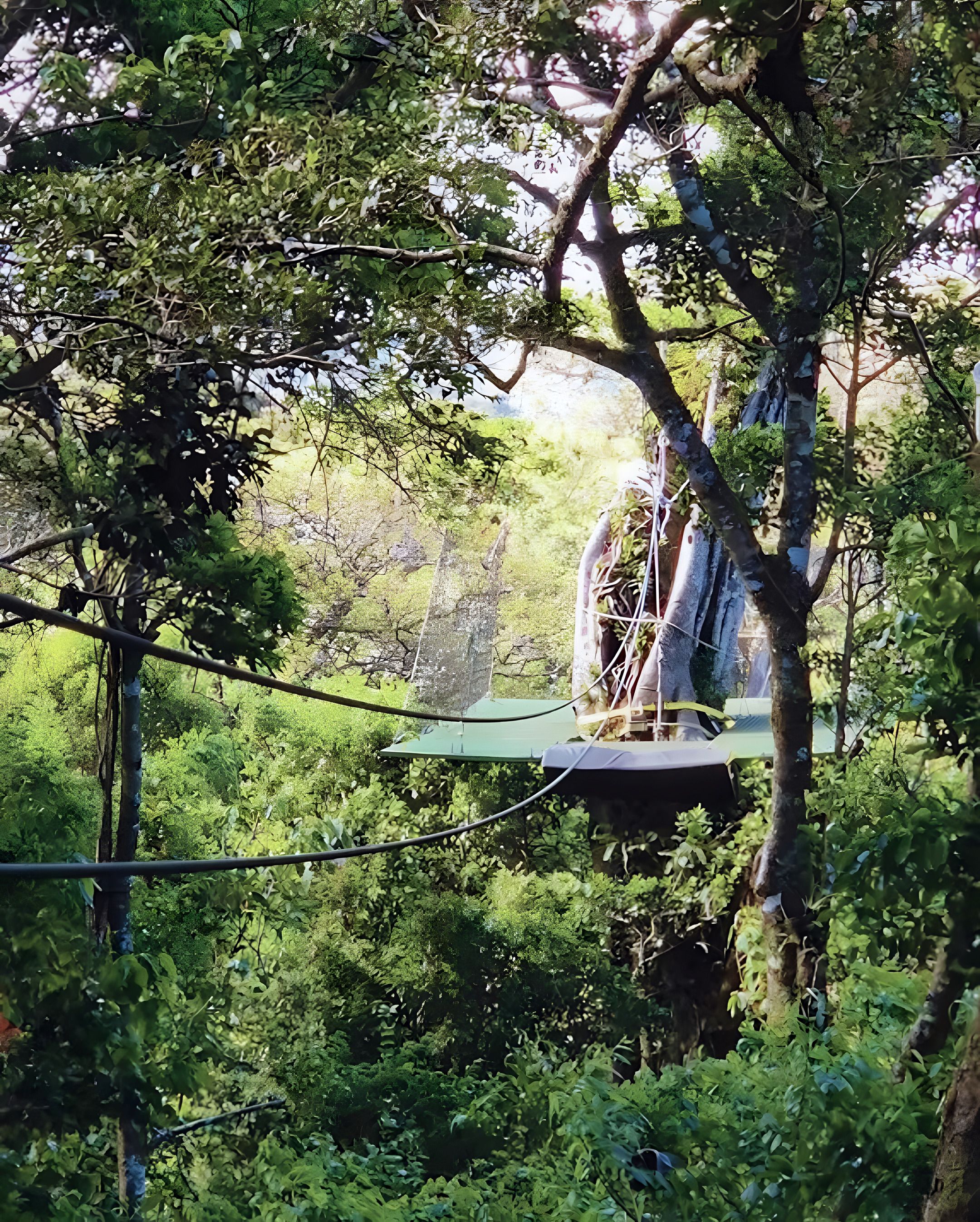 Eine Plattform um einen Baumstamm im Blätterdach, von der Seile in den Wald hinausführen